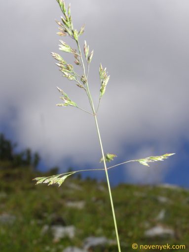 Image of plant Poa hybrida