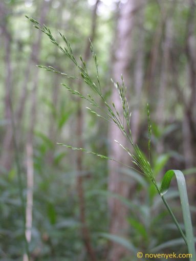 Image of plant Poa palustris