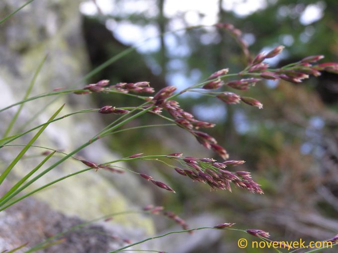 Image collection of wild vascular plants - Poa variegata
