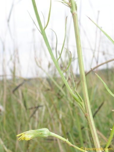 Image of plant Podospermum laciniatum