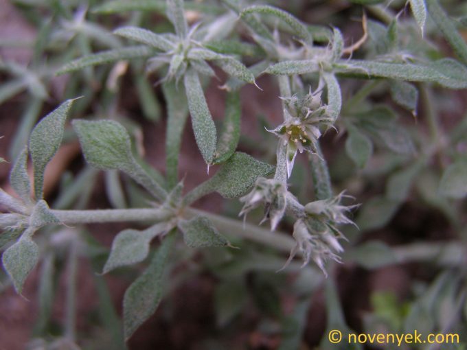 Image of plant Polycarpaea aristata