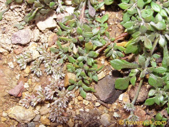 Image of plant Polycarpaea divaricata