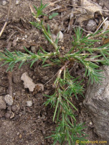 Image of plant Polycnemum arvense