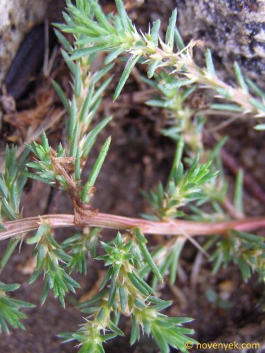 Image of plant Polycnemum heuffelii