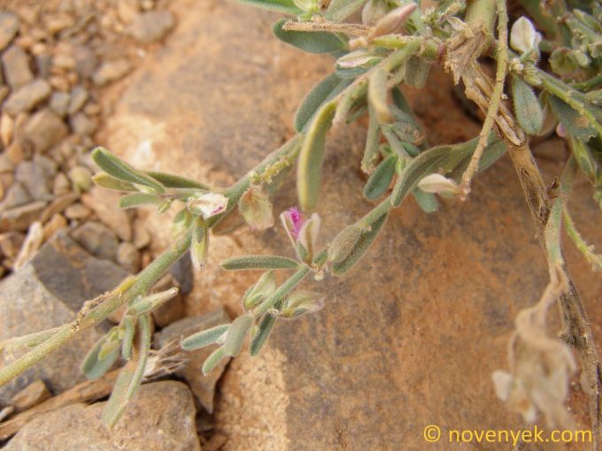 Image of plant Polygala erioptera