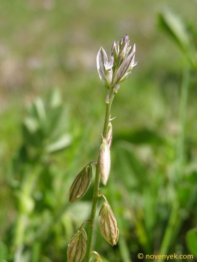 Image of plant Polygala monspeliaca