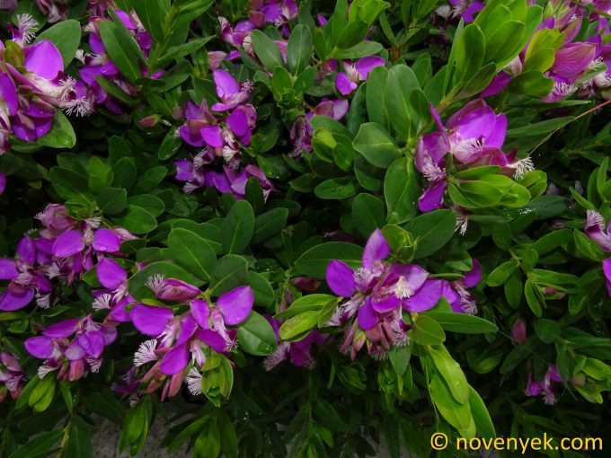 Image of plant Polygala myrtifolia