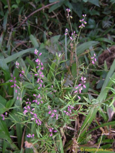 Image of plant Polygala violacea