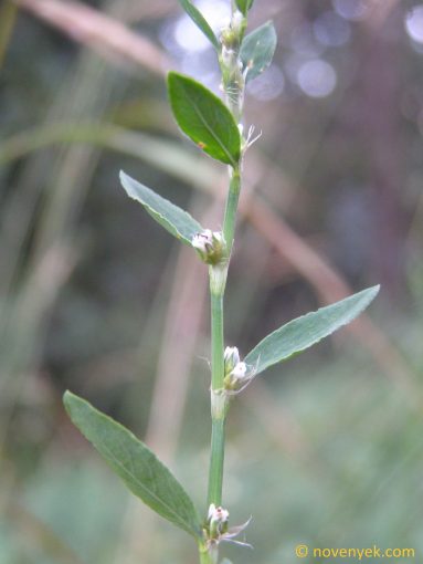 Image of plant Polygonum aviculare