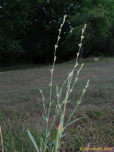 Image of plant Polygonum bellardii