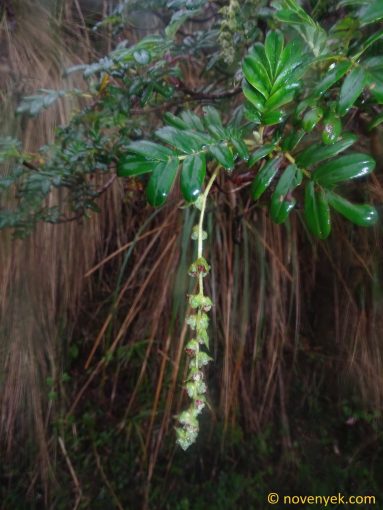 Image of plant Polylepis pauta