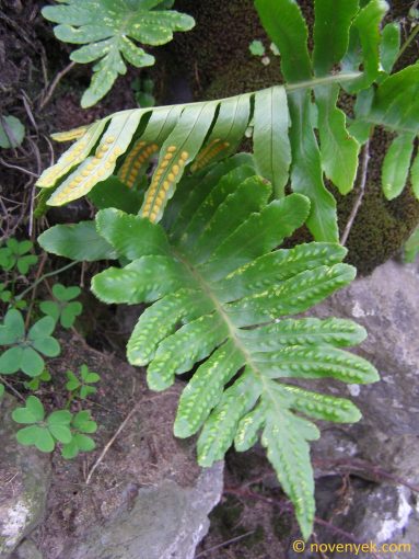 Image of plant Polypodium azoricum