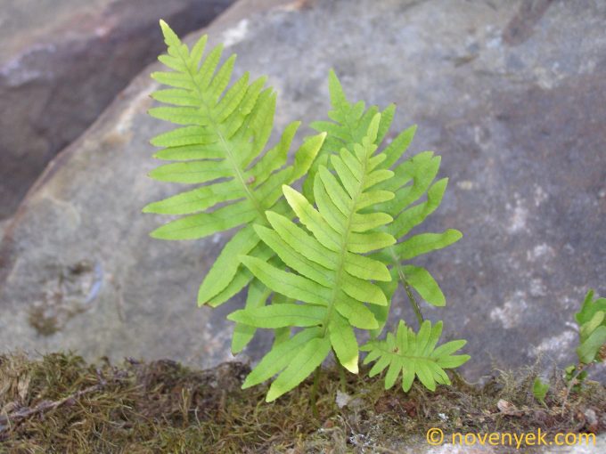 Image of plant Polypodium cambricum