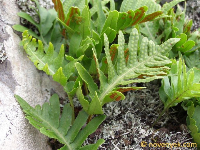 Image of plant Polypodium macaronesicum