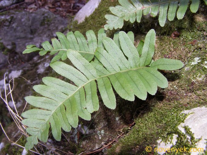 Image of plant Polypodium vulgare