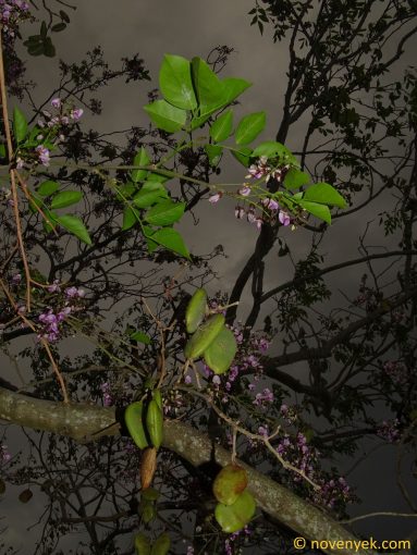 Image of plant Pongamia pinnata