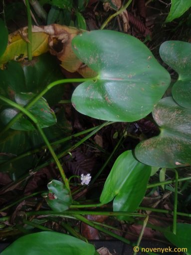 Image of plant Pontederia rotundifolia