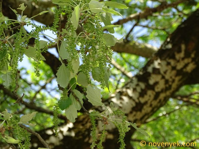 Image of plant Populus alba