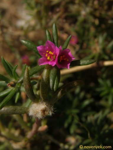 Image of plant Portulaca pilosa