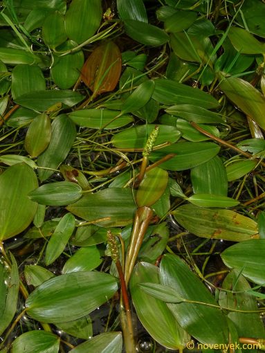 Image of plant Potamogeton natans