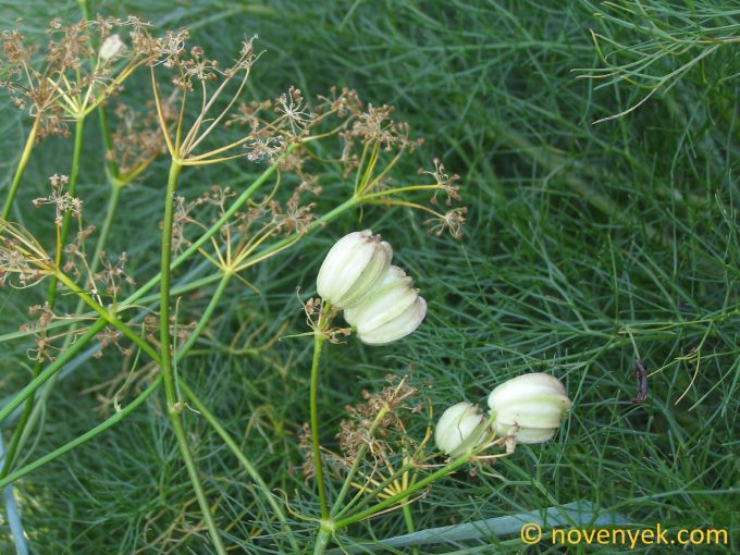 Image of plant Prangos ferulacea