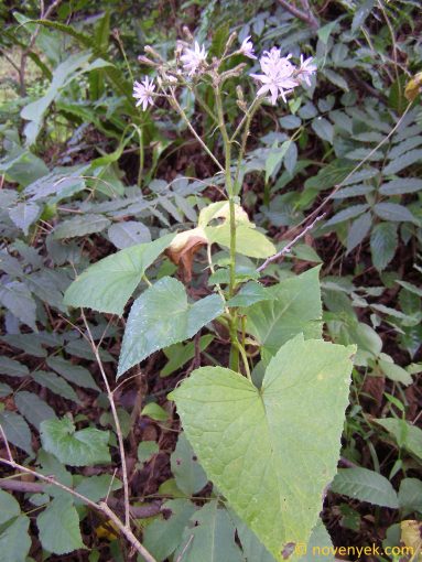 Image of plant Prenanthes petiolata