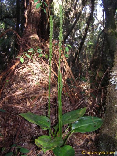 Image of plant Prescottia stachyodes