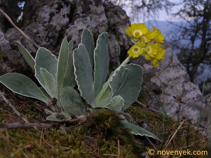 Image of plant Primula auricula