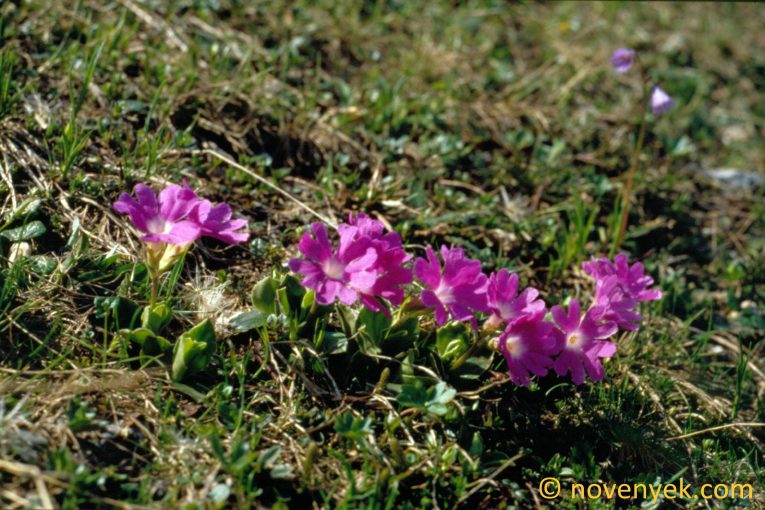 Image of plant Primula clusiana