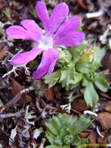 Image of plant Primula minima