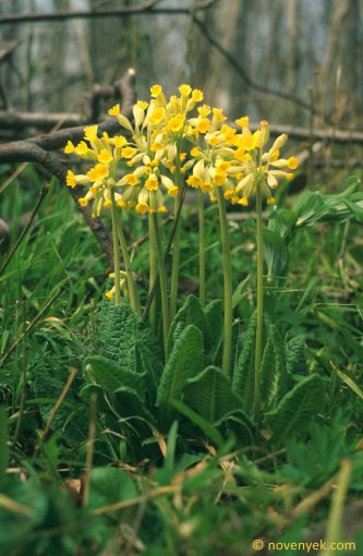 Image of plant Primula veris