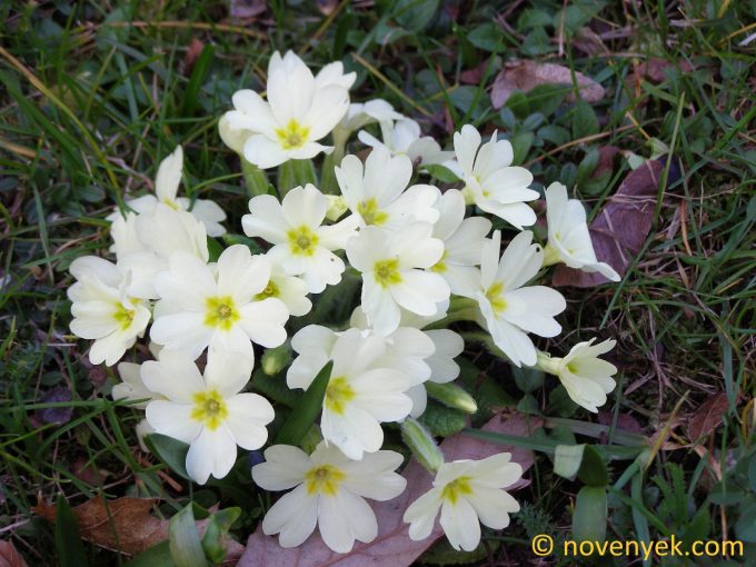 Image of plant Primula vulgaris