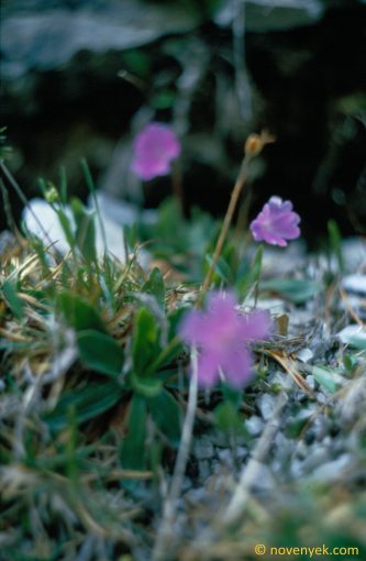 Image of plant Primula wulfeniana