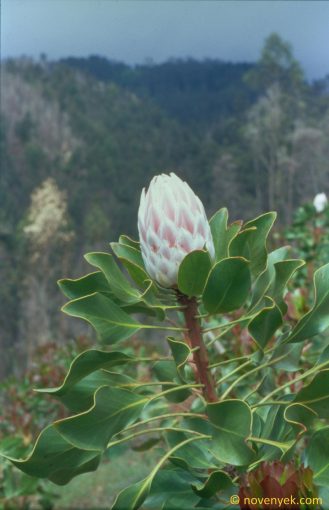 Image of plant Protea cynaroides