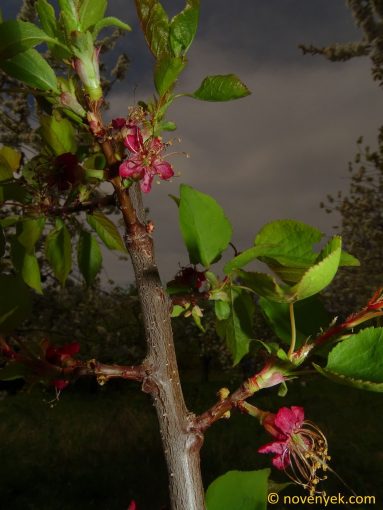 Image of plant Prunus armeniaca