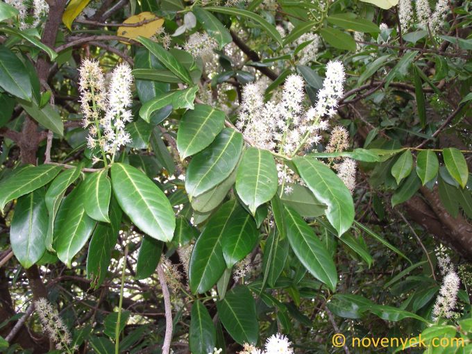 Image of plant Prunus lusitanica