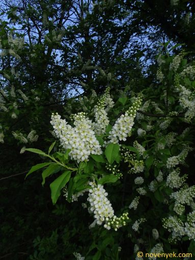 Image of plant Prunus padus