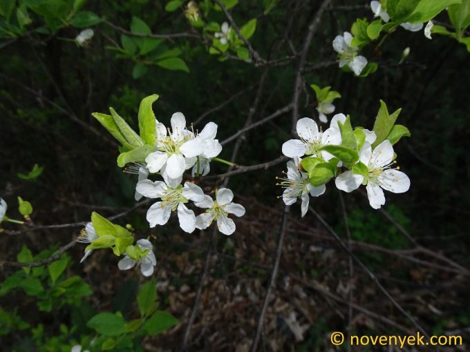 Image of plant Prunus spinosa