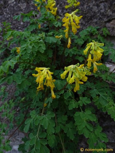 Image of plant Pseudofumaria lutea