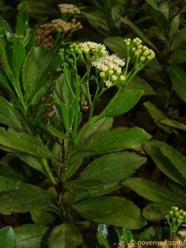 Image of plant Psiadia trinervia