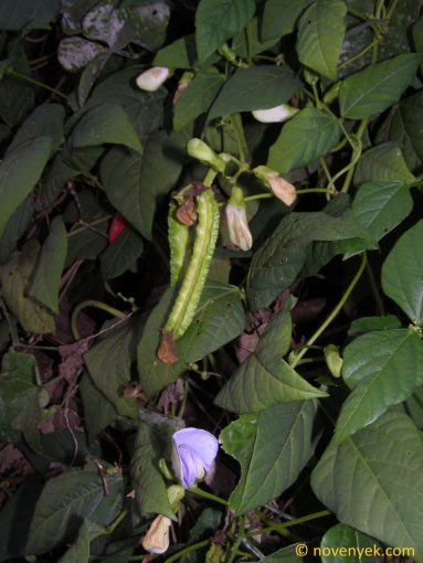 Image of plant Psophocarpus tetragonolobus