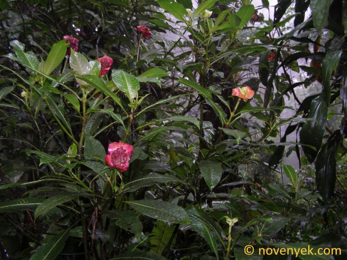 Image of plant Psychotria elata