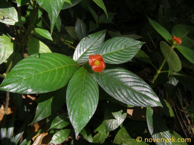 Image of plant Psychotria poeppigiana