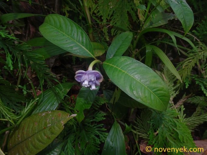 Image of plant Psychotria urbaniana