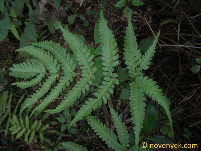 Image of plant Pteris biaurita
