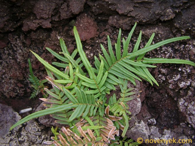 Image of plant Pteris vittata