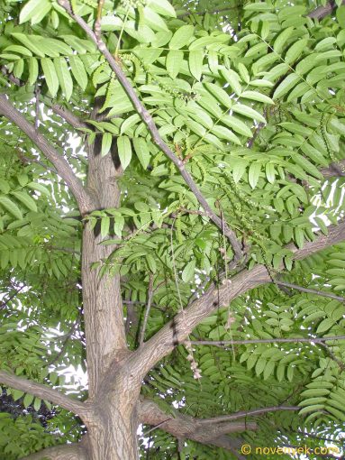 Image of plant Pterocarya fraxinifolia
