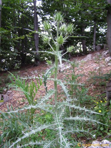 Image of plant Ptilostemon afer