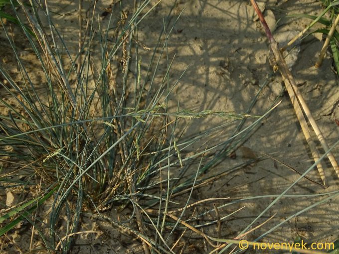 Image of plant Puccinellia limosa
