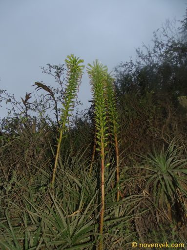 Image of plant Puya pichinchae